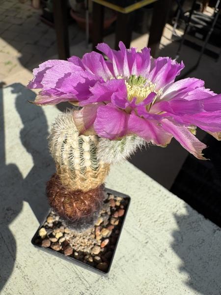 Echinocereus reichenbachii ssp caespitosus